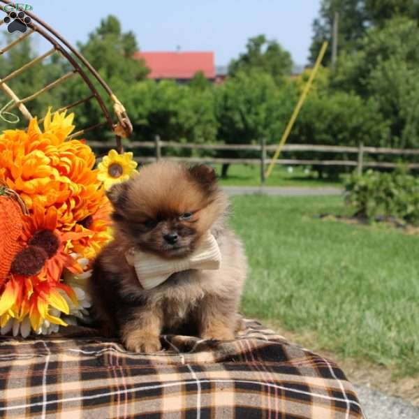 Estella, Pomeranian Puppy